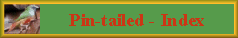 Link to Pin-tailed table of contents