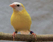 Yellow - black eyed cock