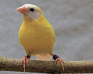 blue-faced cock - yellow mutation with black eyes