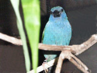 picture from front showing blue breast