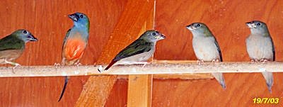 Pintailed Parrotfinch parents with their fledglings