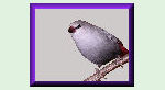 Link to lavender-waxbill.com