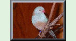 Link to Blue-capped-waxbill.com