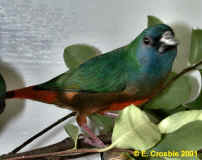 adult cock Pin-tailed Parrotfinch