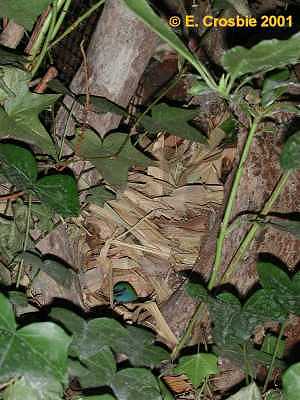 nest built of bamboo leaves