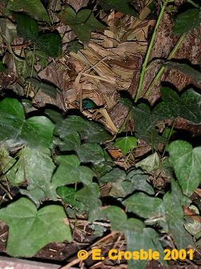 nest built on ground