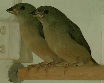 fledglings exploring soaked seed at 8 days