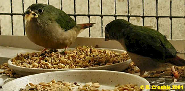 fledglings exploring soaked seed at 8 days