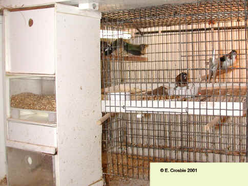 cage showing raised floor