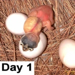 chicks at day of hatching