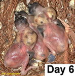 chicks at day 6