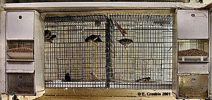 cages used for fostering