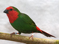 thumbnail of red headed parrot finch
