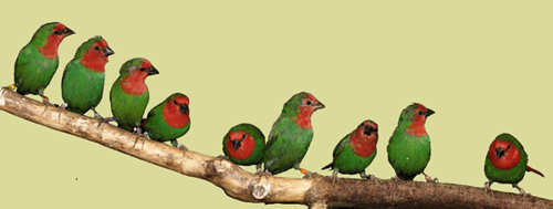 Image - group of juvenile Red-haeded Parrotfinches
