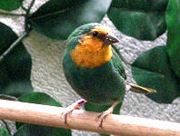 sea green mutation of red-headed parrot finch